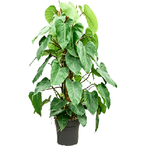 Philodendron Emerald Queen.png