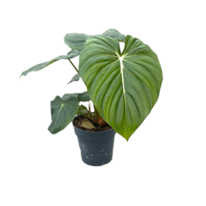 Philodendron gloriosum.png