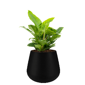 Philodendron imperial green in cone zwart_web.png