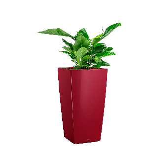 Philodendron imperial green in cubico rood.png