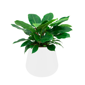 Philodendron Imperial Green in Elho Pure Cone 43 cm - .png