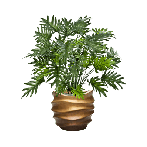 Philodendron in Baq Gradient Lee 1.png