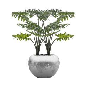 Philodendron in Baq Luxe Lite Glossy 1.png