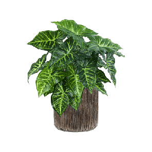 Philodendron in Baq Luxe Lite Universe Waterfall 1.png
