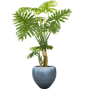 Philodendron in Baq Metallic Silver leaf 1.png