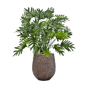 Philodendron in Baq Opus Hit 1.png