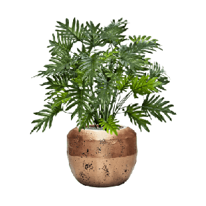 Philodendron in Baq Opus Raw 1.png