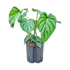 philodendron mc dowell m.png
