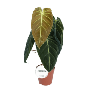 philodendron melanochrysum 1.png