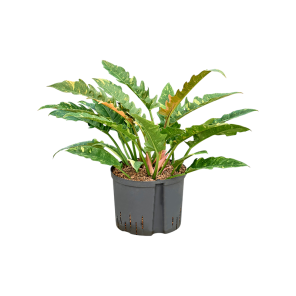 Philodendron Narrow Ring of Fire xl_1.png