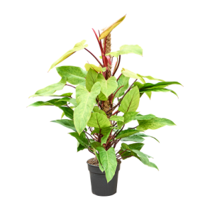 philodendron painted lady mosstok m.png