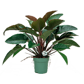 Philodendron Red Beauty1-2.png