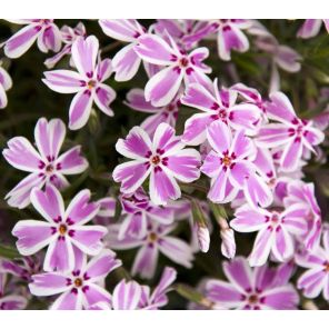 phlox-subulata-candy-stripes-sfeer_612cd8.jpg