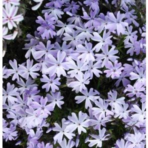 phlox-subulata-emerald-cushion-blue-sfeer_685c3e.jpg