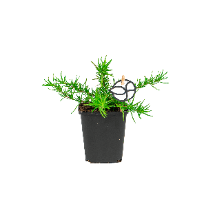 Phlox Subulata 'Mac Daniels Cushion Blue' 1(2).png