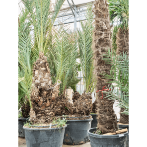 Phoenix dactylifera 2-stam.png