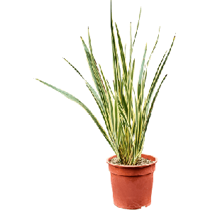 Phormium tenax 'Variegatum' s.png