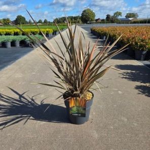 Phormium tenax Flamingo.png
