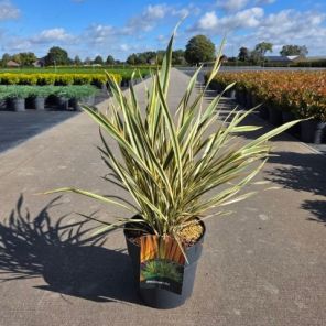 Phormium tenax Golden Ray.png