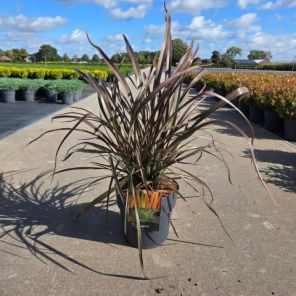 Phormium tenax Rainbow Queen.png