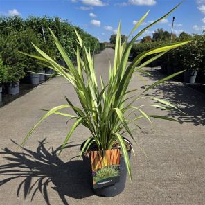 Phormium tenax Yellow Wave.png