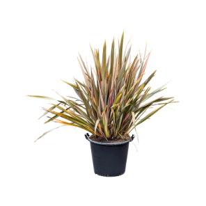 Phornium Pink Stripe.png