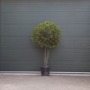 photinia fraseri red robin meerstammig 3.jpeg