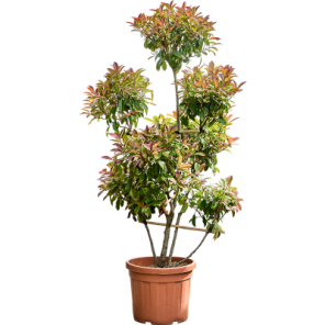 Photinia Pon Pon.png