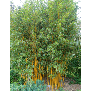 phyllostachys-aureocaulis_1.png