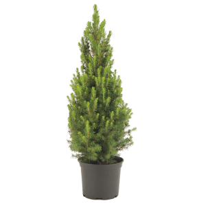 picea-conica-60-70_1.png