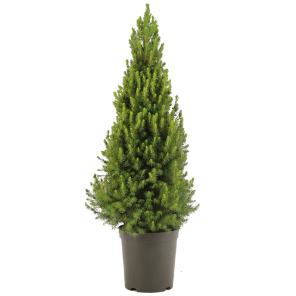 picea-conica-90-100.png