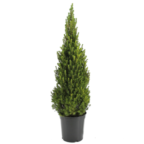 picea-glauca-conica-80-90.png