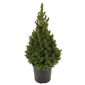 picea-glauca-conica.png