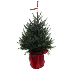 Picea omorika 60-80 cm.jpg