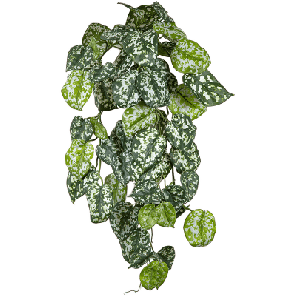 pictus bush.png