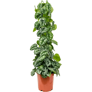 pictus trebie draadzuil.png