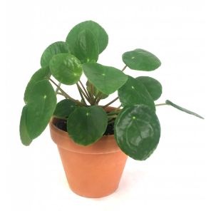 pilea-pannekoek-in-terracotta-kopen_7c703b.jpg