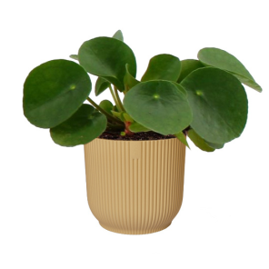 pilea-vibes-geel_91a03c.png