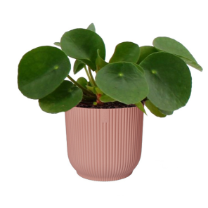 pilea-vibes-roze_cbde0f.png