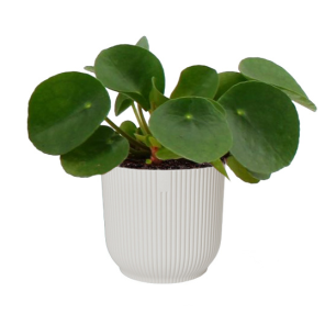 pilea-vibes-wit_e4a67d.png