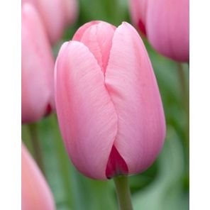 pink impression.jpg