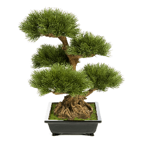 pinus-bonzai-tree-kunstplant_32c6b8.png