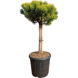 Pinus Carsten's Wintergold op stam.png
