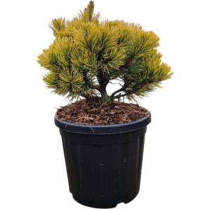 Pinus mugo Carsten's Wintergold.png