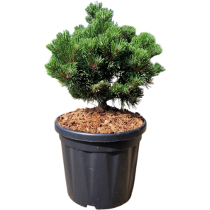Pinus mugo Picobello.png