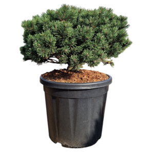 Pinus mugo Pumuckel.png