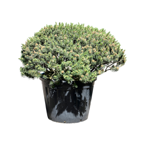 Pinus mugo var. pumilio 1.png