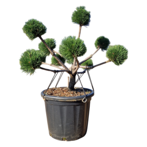 Pinus nigra brepo bonsai.png
