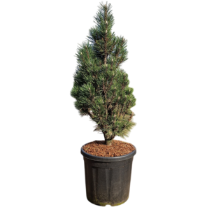 Pinus nigra Green Tower l.png