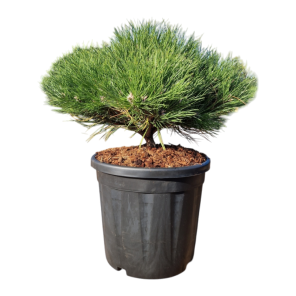 Pinus nigra Marie Bregeon L.png